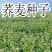甜荞麦种子苦荞麦黑苦荞发芽率高周期短高产牧草抗病虫抗倒伏