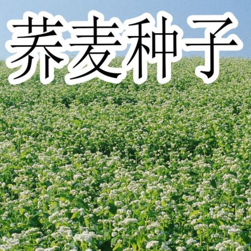 甜荞麦种子苦荞麦黑苦荞发芽率高周期短高产牧草抗病虫抗倒伏