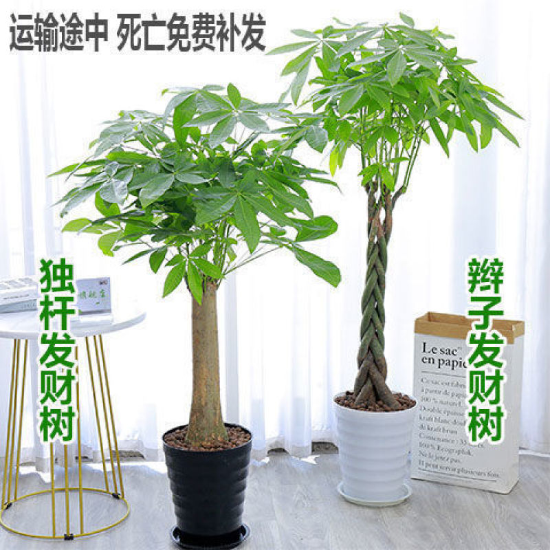 五辫精品发财树大棵盆栽室内大型植物客厅摇钱树办公室招财树