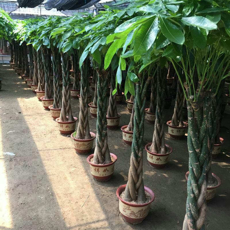 五辫精品发财树大棵盆栽室内大型植物客厅摇钱树办公室招财树