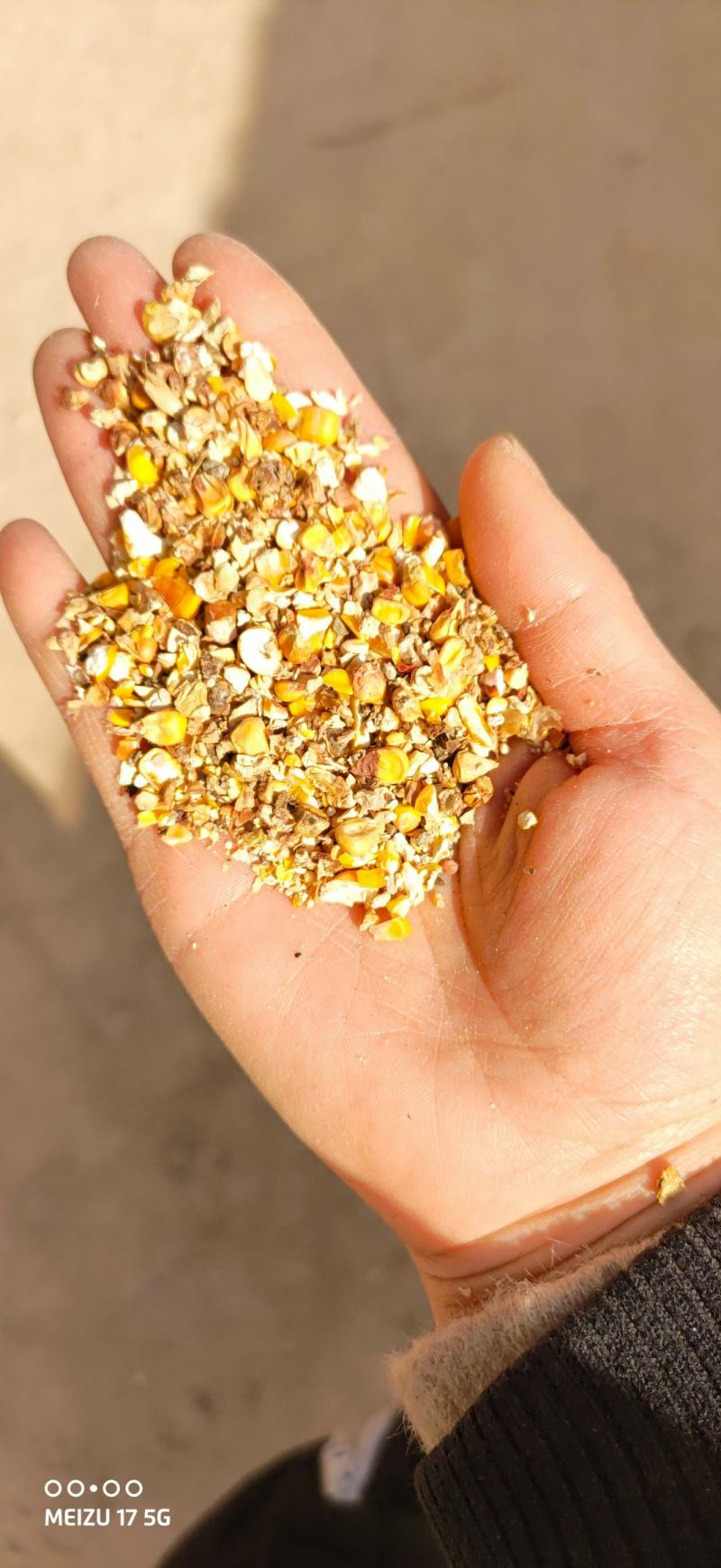 碎玉米过风9个粮水分13-14的干粮杂质少霉