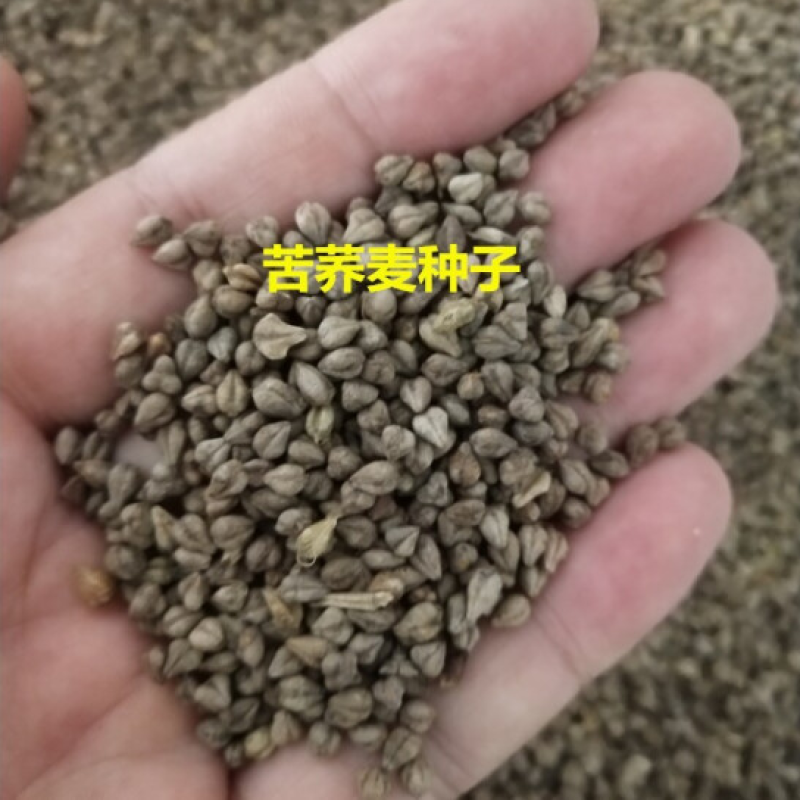 甜荞麦种子苦荞麦黑苦荞发芽率高周期短高产牧草抗病虫抗倒伏