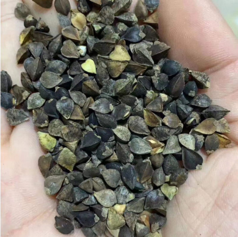 甜荞麦种子苦荞麦黑苦荞发芽率高周期短高产牧草抗病虫抗倒伏