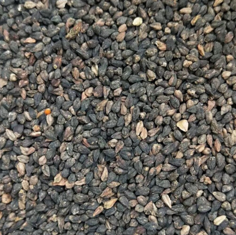 甜荞麦种子苦荞麦黑苦荞发芽率高周期短高产牧草抗病虫抗倒伏