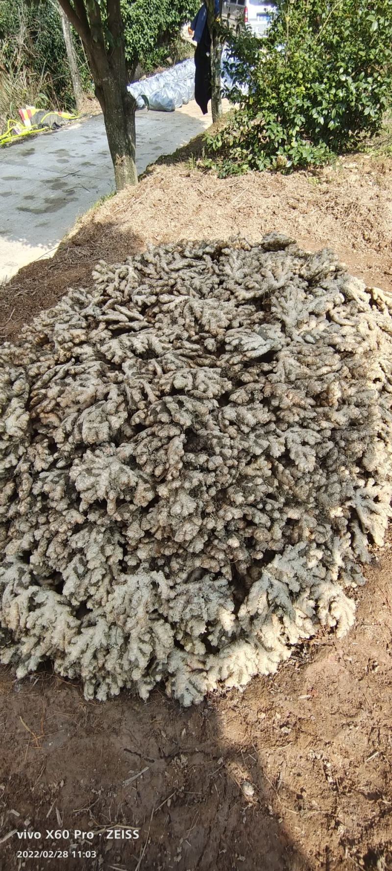广西柳州瑶山香辣大黄姜