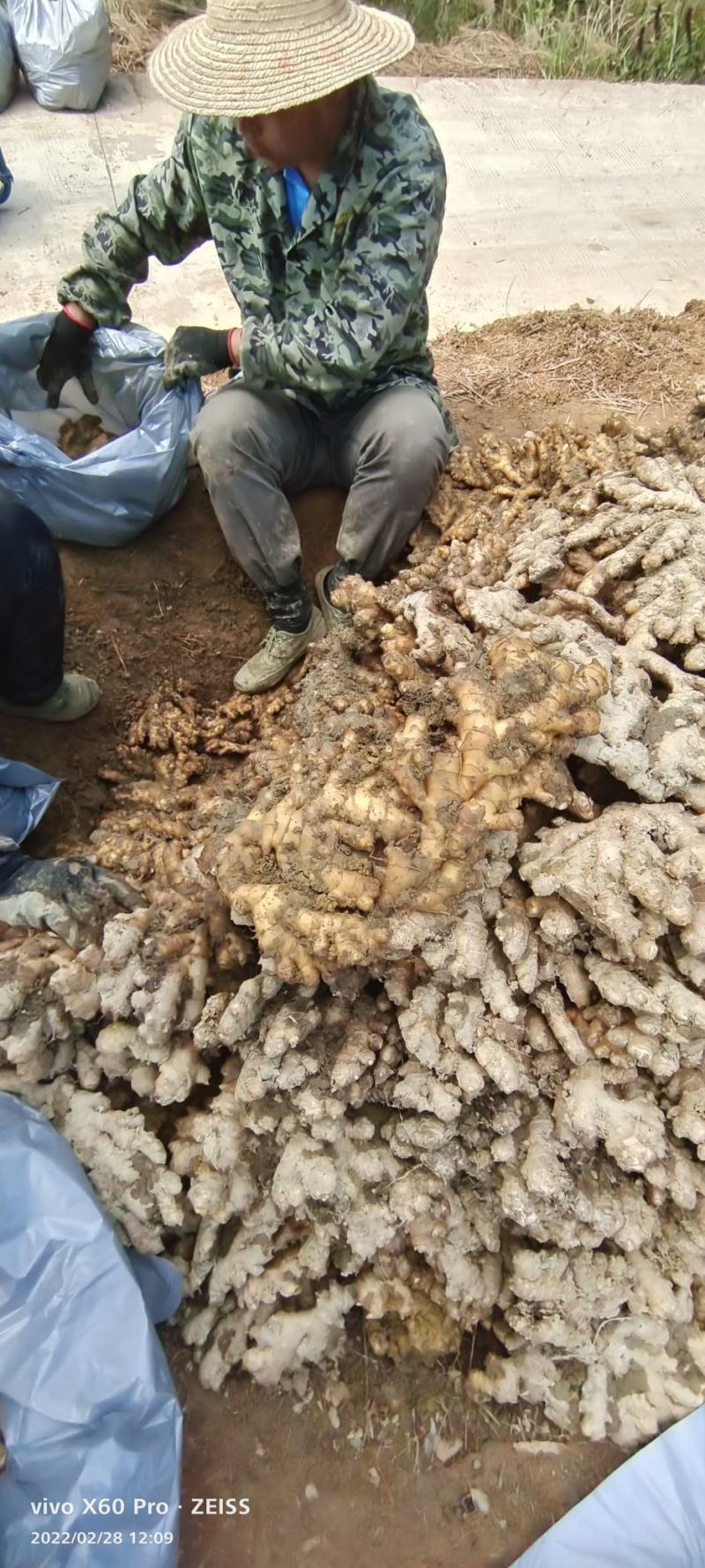 广西柳州瑶山香辣大黄姜