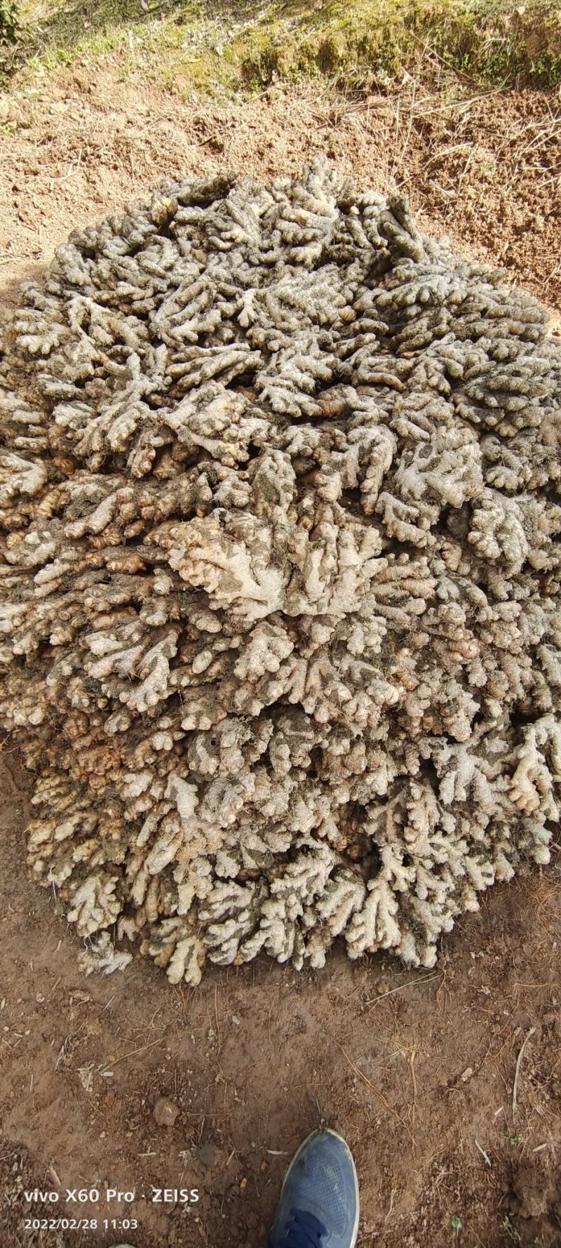 广西柳州瑶山香辣大黄姜