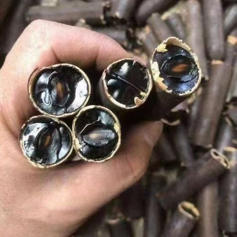 新货大解果无虫便秘果网红果茶便秘果一件100斤起批