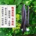 新货大解果无虫便秘果网红果茶便秘果一件100斤起批