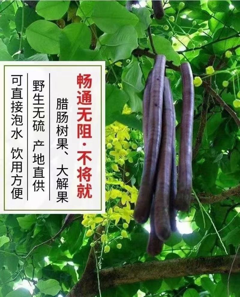 新货大解果无虫便秘果网红果茶便秘果一件100斤起批