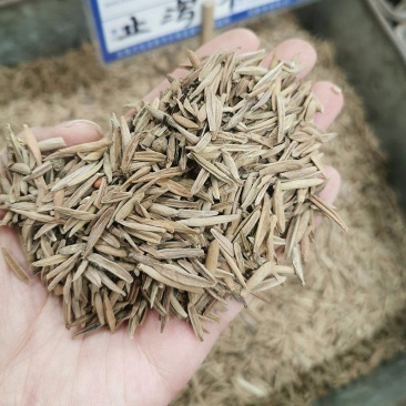 止泻木皮止泻木子中药材度模牛正品无硫干货包邮