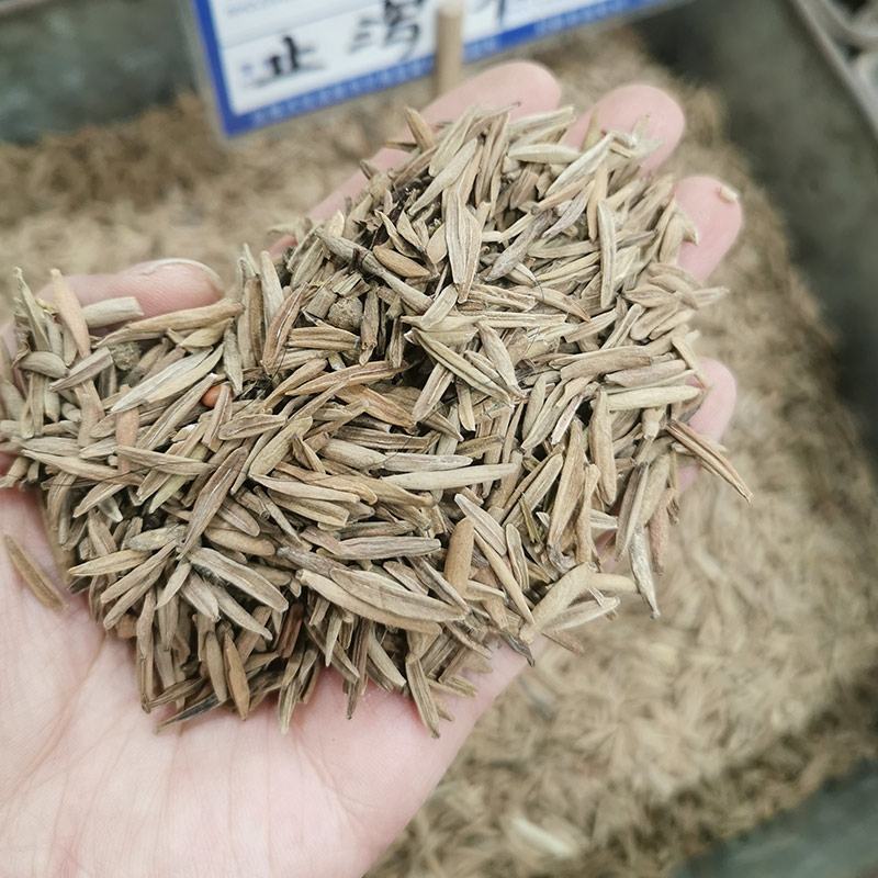 止泻木皮止泻木子中药材度模牛正品无硫干货包邮