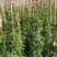 木香蔷薇，大花三季开花蔷薇盆栽苗，坤盛花卉苗木基地