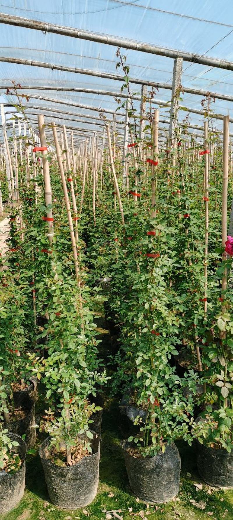 木香蔷薇，大花三季开花蔷薇盆栽苗，坤盛花卉苗木基地