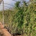 木香蔷薇，大花三季开花蔷薇盆栽苗，坤盛花卉苗木基地
