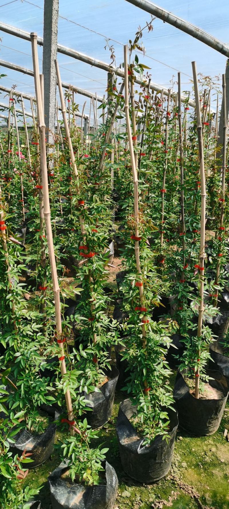 木香蔷薇，大花三季开花蔷薇盆栽苗，坤盛花卉苗木基地