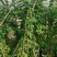 木香蔷薇，大花三季开花蔷薇盆栽苗，坤盛花卉苗木基地