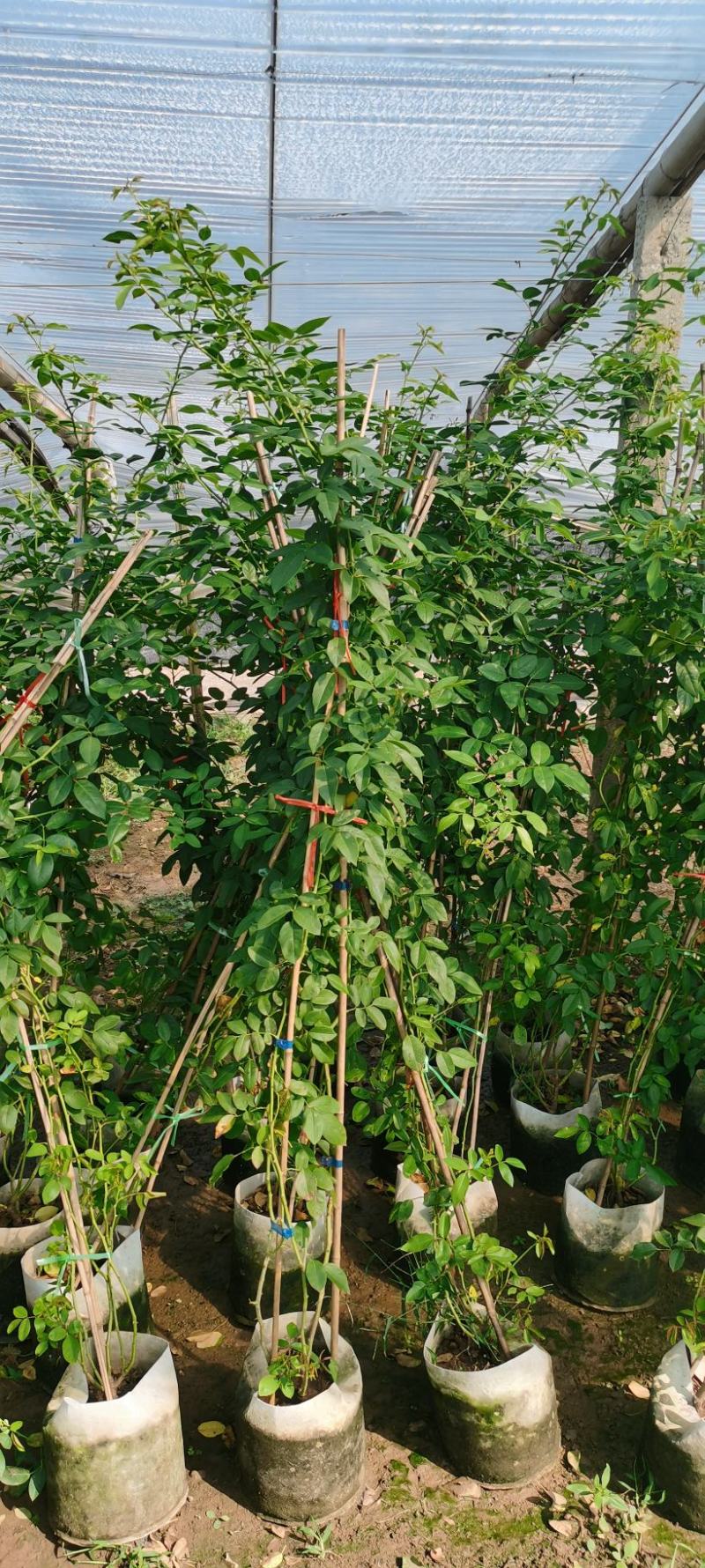 木香蔷薇，大花三季开花蔷薇盆栽苗，坤盛花卉苗木基地