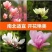 红紫玉兰玉兰树苗