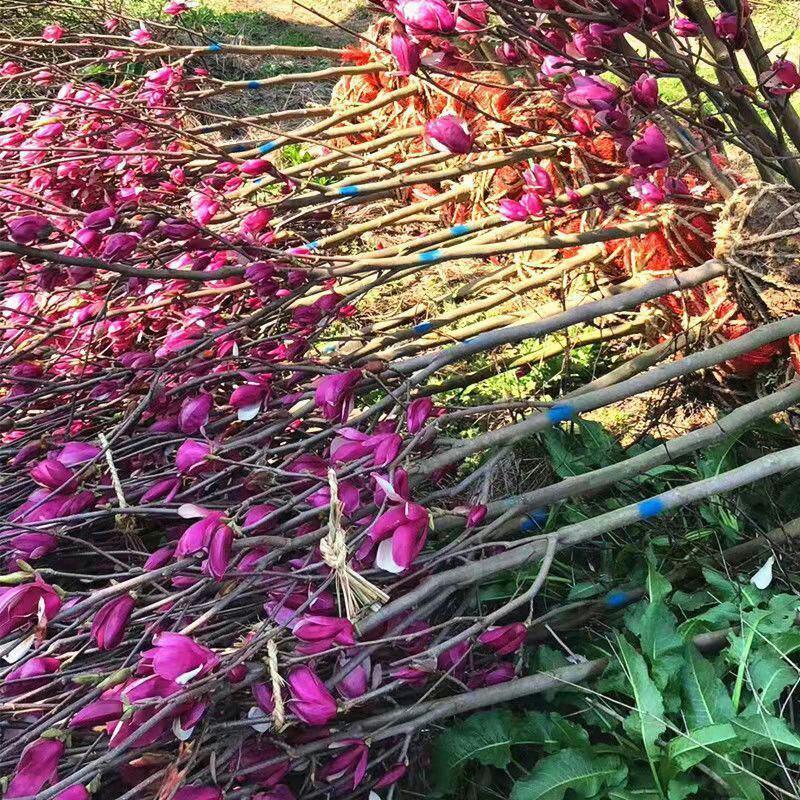 红紫玉兰玉兰树苗