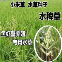 小米草种子高产水草种水稗草养殖鱼虾蟹牧草耐水淹耐旱生长快