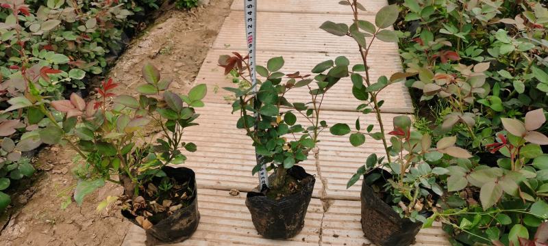 大花品种月季盆栽，多色月季工程苗，坤盛花卉基地大量批发