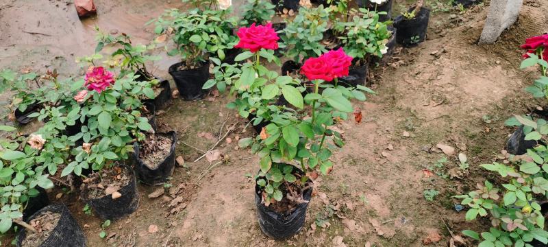 大花品种月季盆栽，多色月季工程苗，坤盛花卉基地大量批发