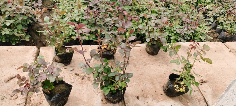 大花品种月季盆栽，多色月季工程苗，坤盛花卉基地大量批发