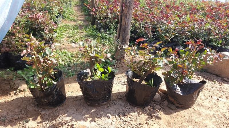 大花品种月季盆栽，多色月季工程苗，坤盛花卉基地大量批发
