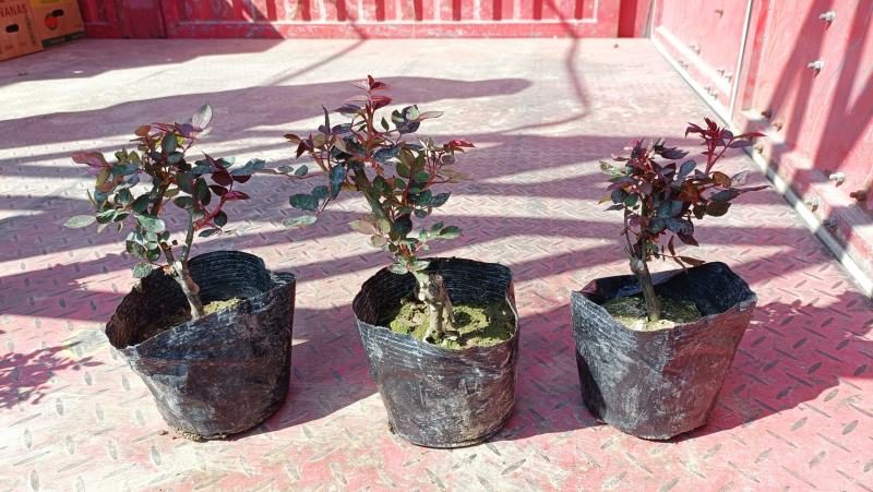 大花品种月季盆栽，多色月季工程苗，坤盛花卉基地大量批发