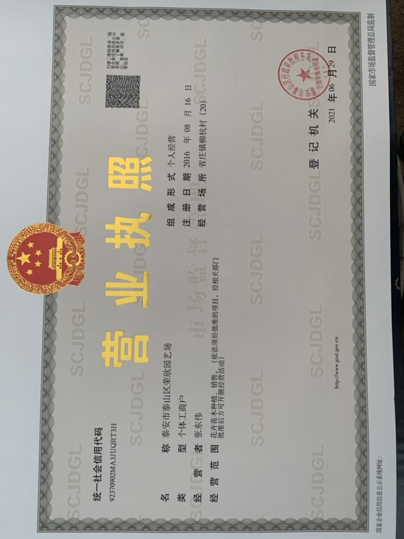 【精选】俄罗斯八号大樱桃苗、吉塞拉根系、矮化根系俄八