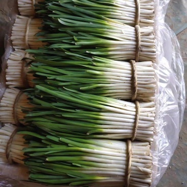 冷棚头刀韭菜