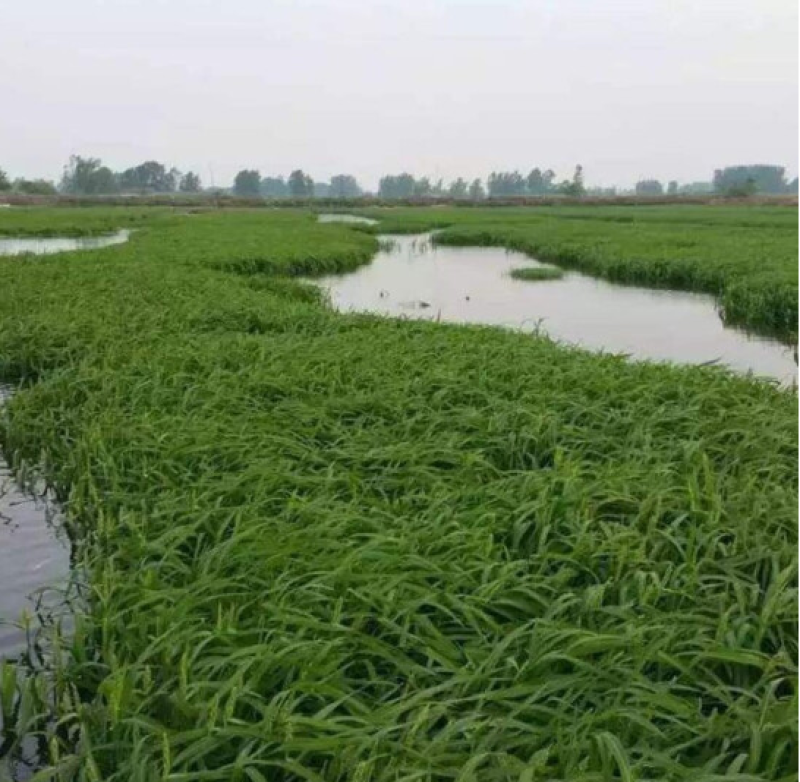 小米草种子高产水草种水稗草养殖鱼虾蟹牧草耐水淹耐旱生长快