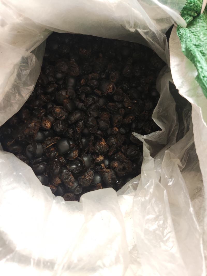 大将军，蜣螂虫。清水货，长年经营。产地直供