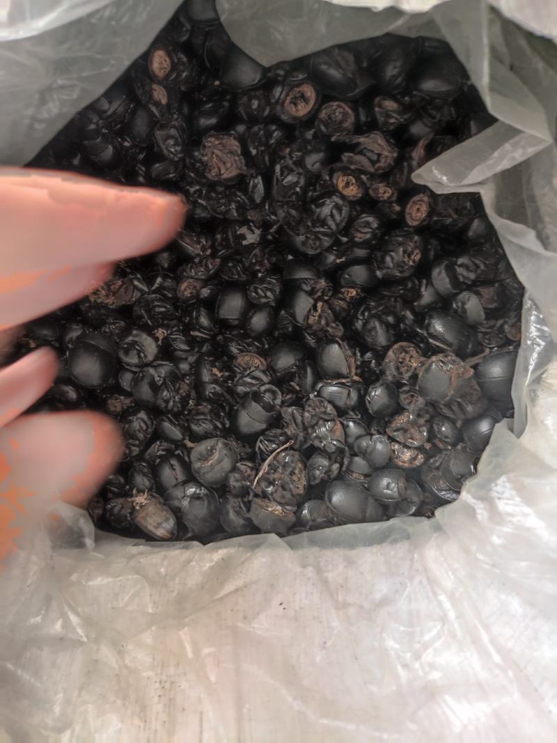 大将军，蜣螂虫。清水货，长年经营。产地直供