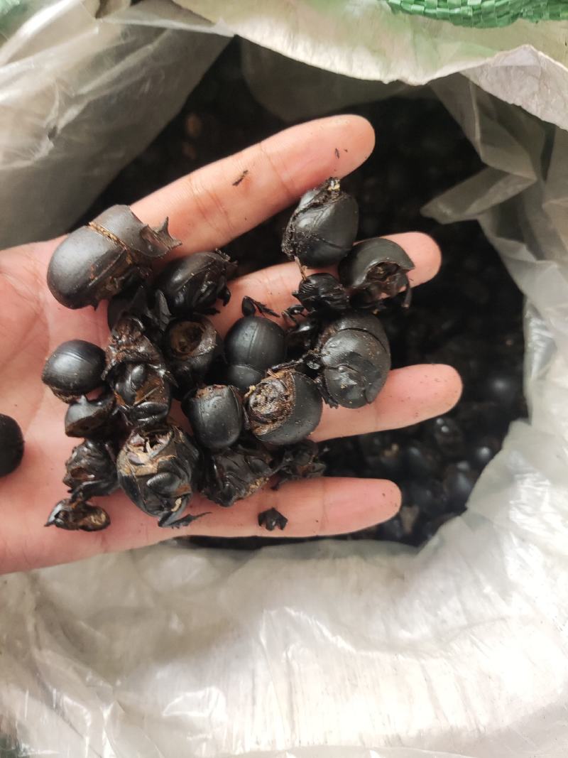 大将军，蜣螂虫。清水货，长年经营。产地直供