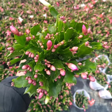 蟹爪莲盆栽，蟹爪兰花卉，坤盛花卉批发市场大量现货