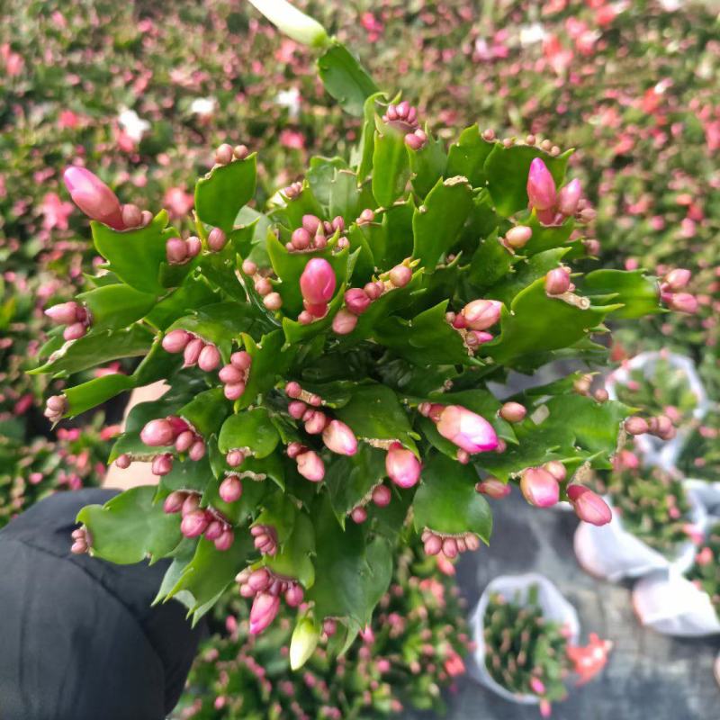 蟹爪莲盆栽，蟹爪兰花卉，坤盛花卉批发市场大量现货