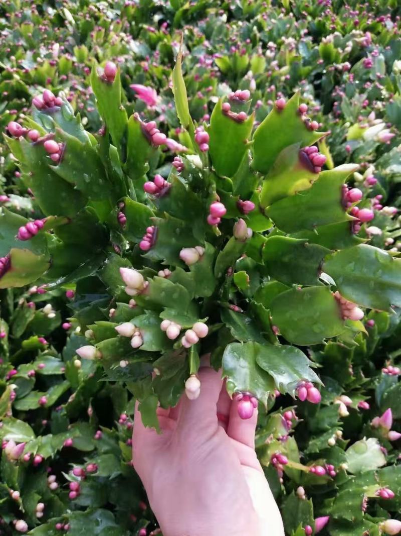 蟹爪莲盆栽，蟹爪兰花卉，坤盛花卉批发市场大量现货