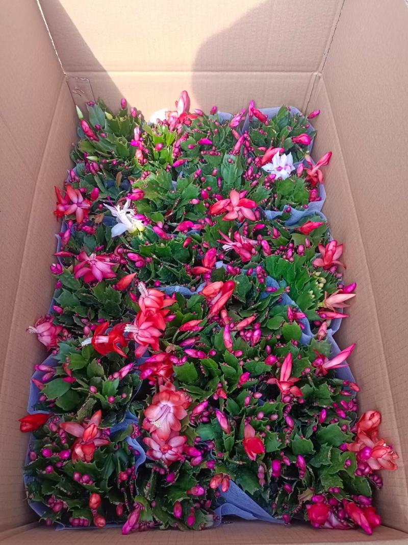 蟹爪莲盆栽，蟹爪兰花卉，坤盛花卉批发市场大量现货