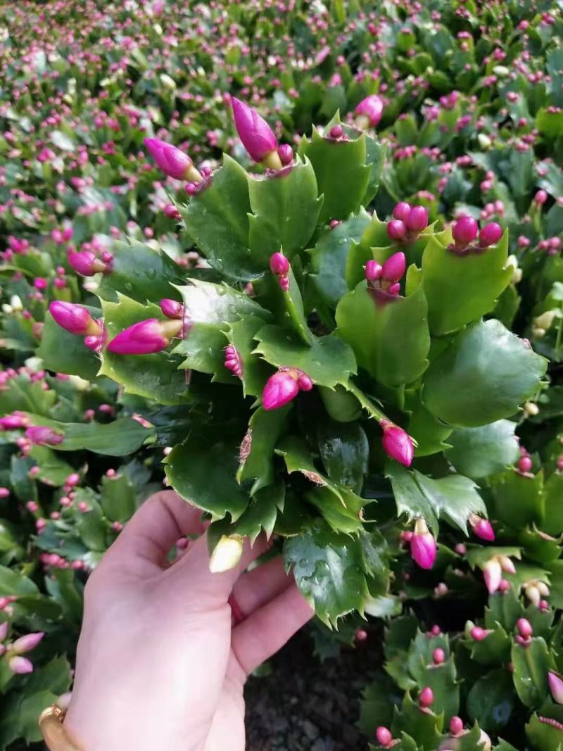 蟹爪莲盆栽，蟹爪兰花卉，坤盛花卉批发市场大量现货