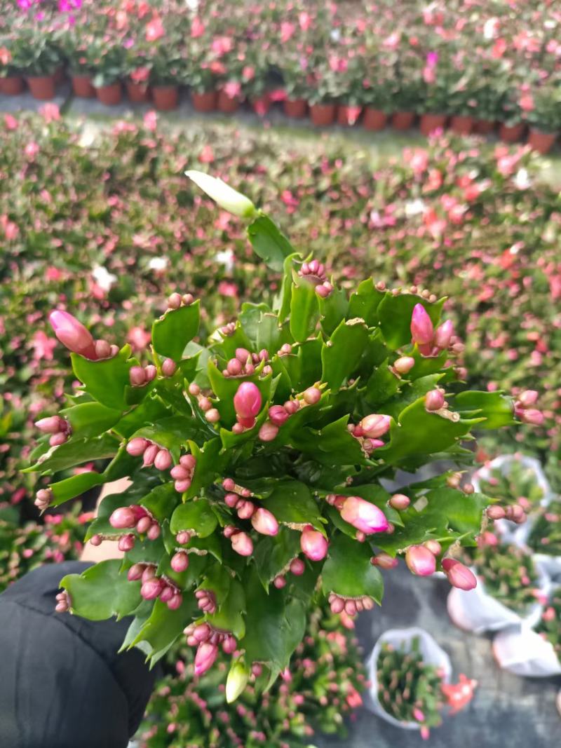蟹爪莲盆栽，蟹爪兰花卉，坤盛花卉批发市场大量现货