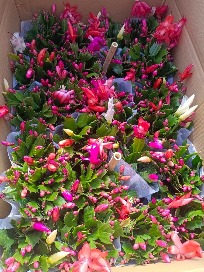 蟹爪莲盆栽，蟹爪兰花卉，坤盛花卉批发市场大量现货