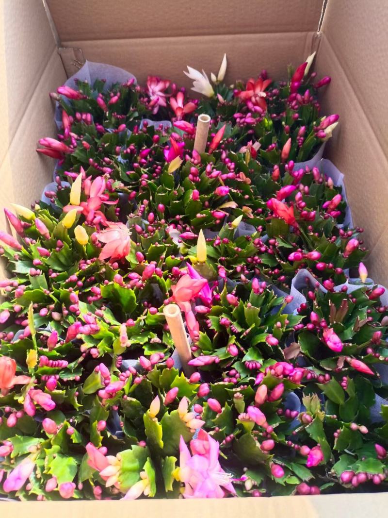 蟹爪莲盆栽，蟹爪兰花卉，坤盛花卉批发市场大量现货