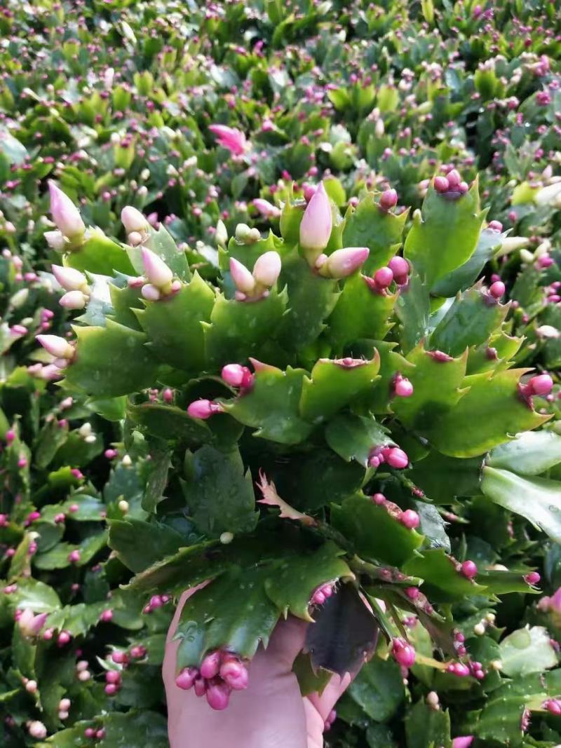 蟹爪莲盆栽，蟹爪兰花卉，坤盛花卉批发市场大量现货