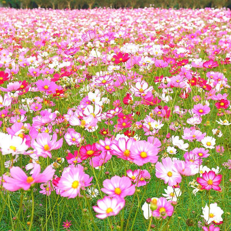 波斯菊花种子格桑花种籽子春夏开花易活花籽庭院四季野花组合