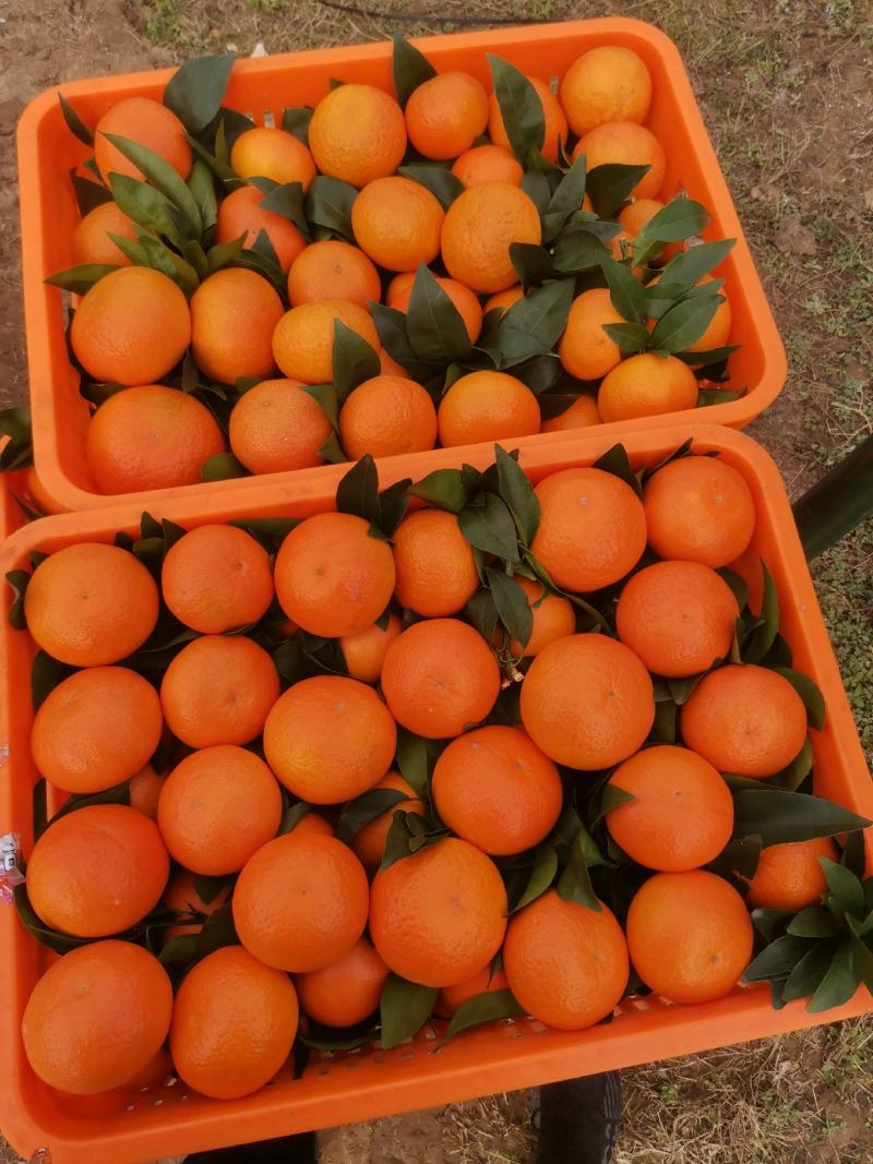 广西沃柑大量上市，优质品质，欢迎前来联系