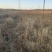 占地梨树苗一公分以上不分品种大量供应用量大价格再谈