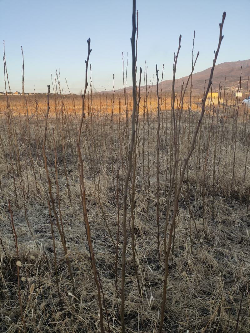 占地梨树苗一公分以上不分品种大量供应用量大价格再谈