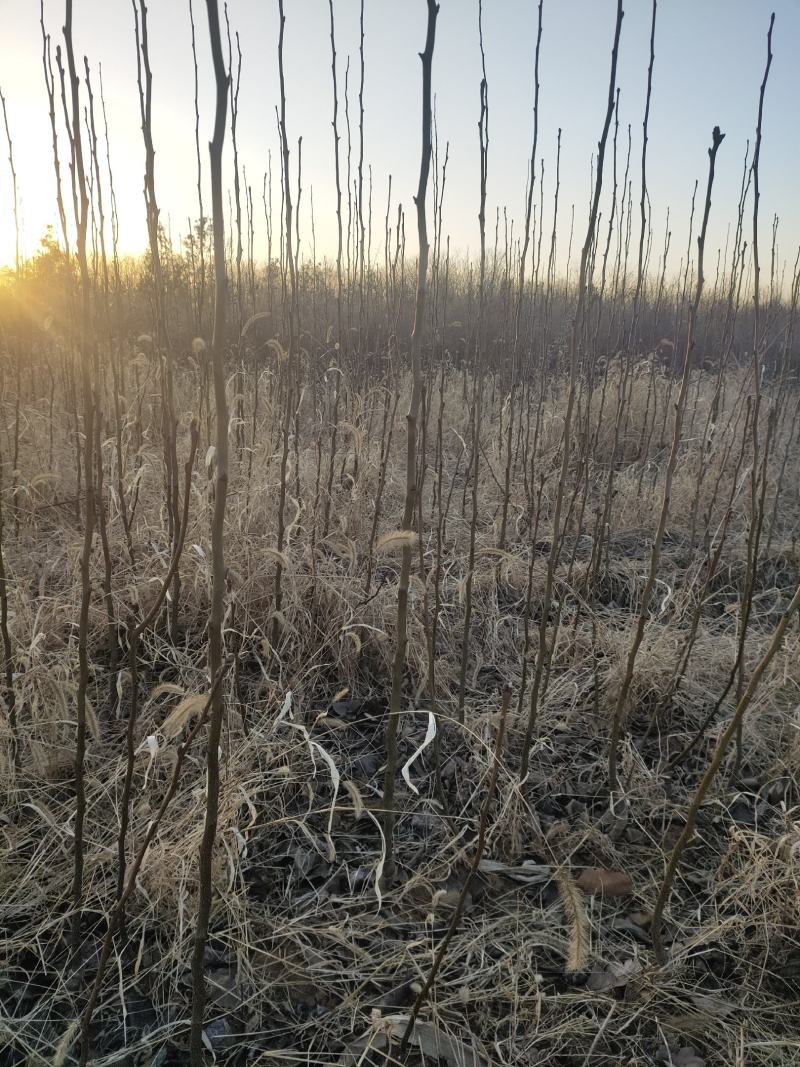 占地梨树苗一公分以上不分品种大量供应用量大价格再谈